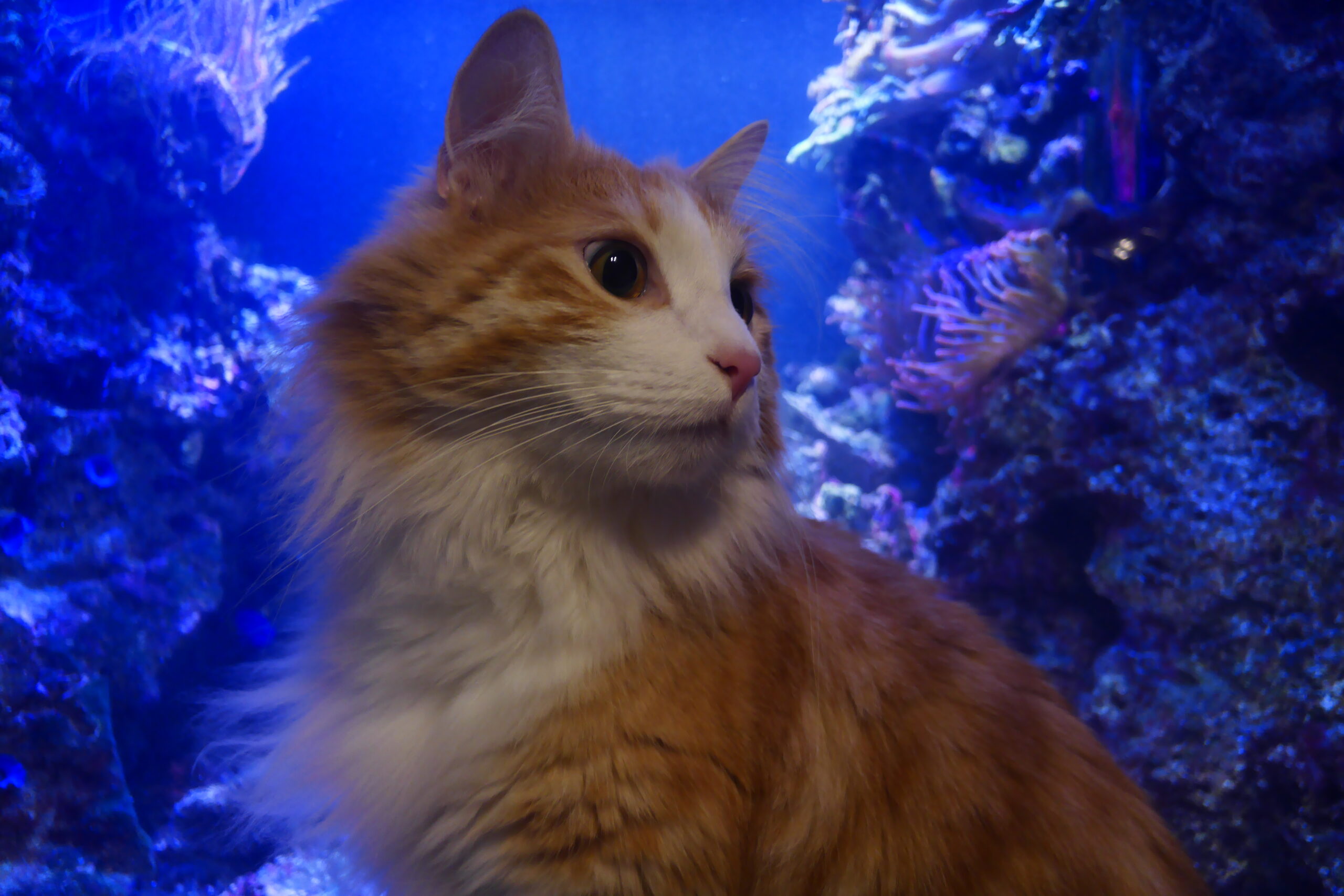 Jūras akvāriju apkope