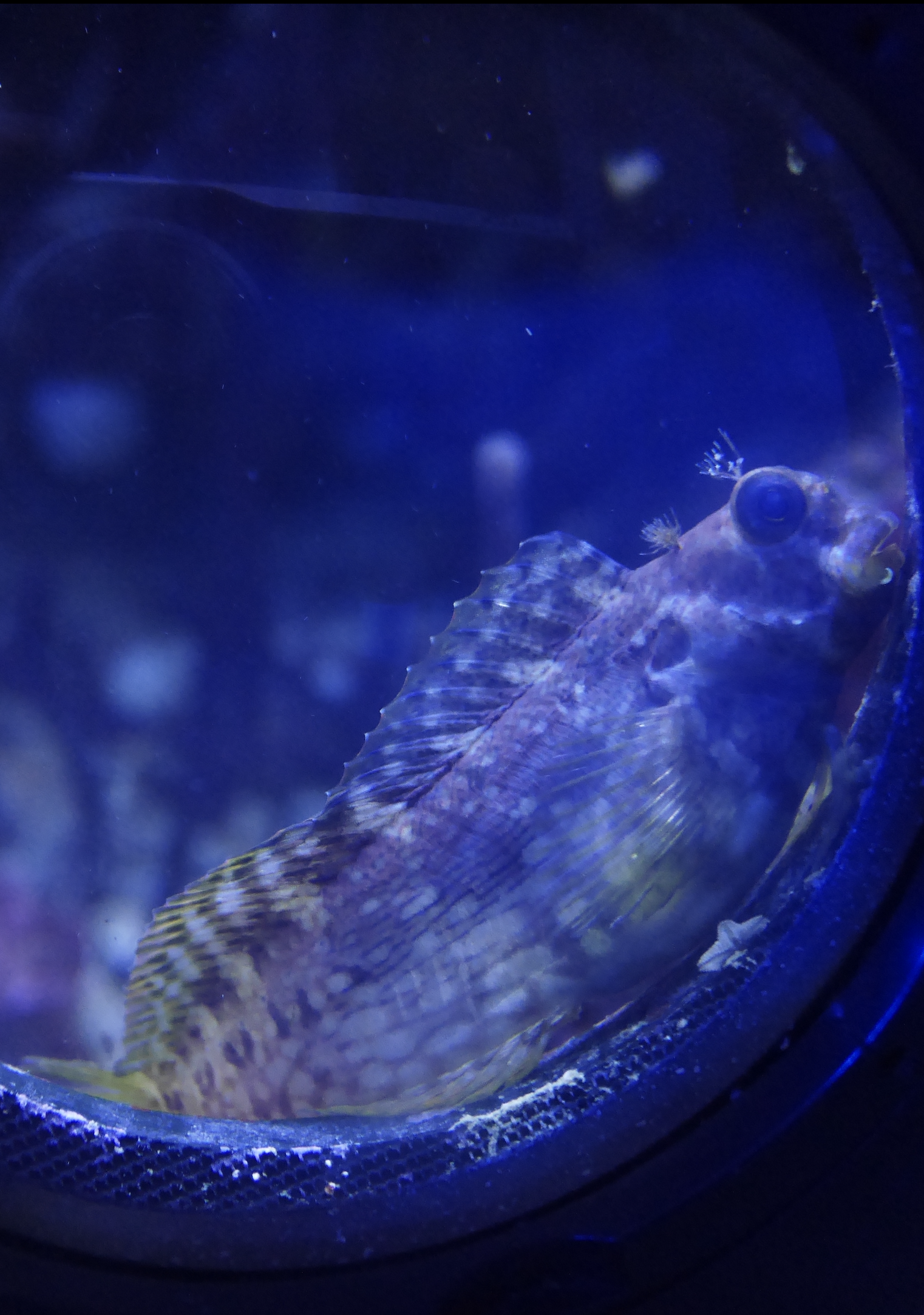 Amphiprion Ocellaris
