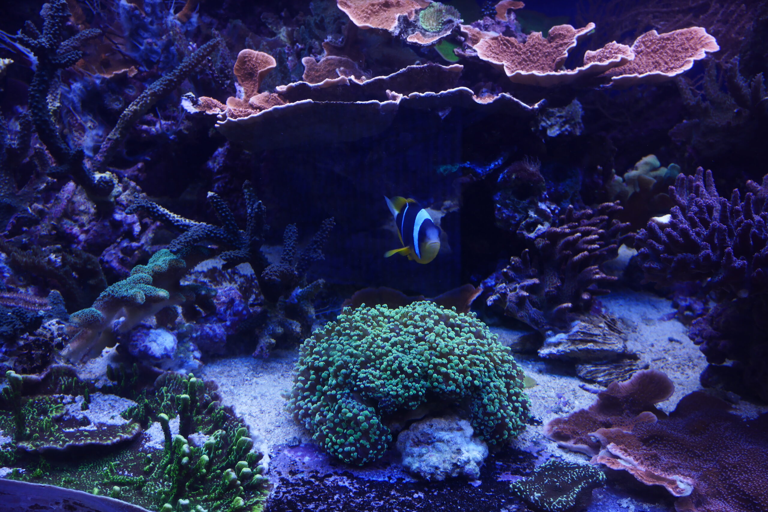 Amphiprion Ocellaris